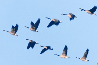 Lessons from geese